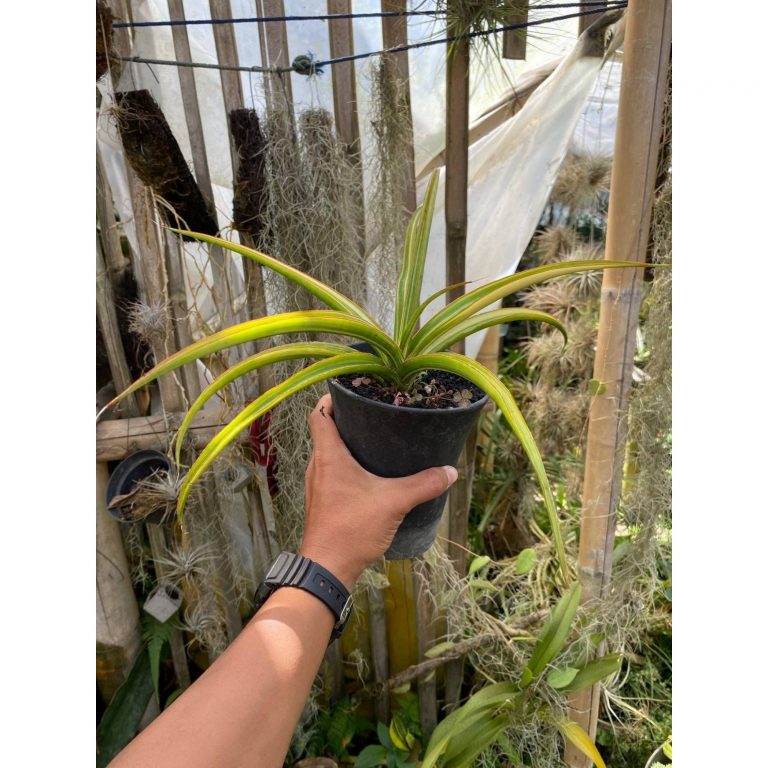1626. Sansevieria Midnight Fountain Variegated size 30 cm