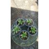 2156. Sansevieria Milano 5 Pcs