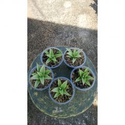 2156. Sansevieria Milano 5 Pcs