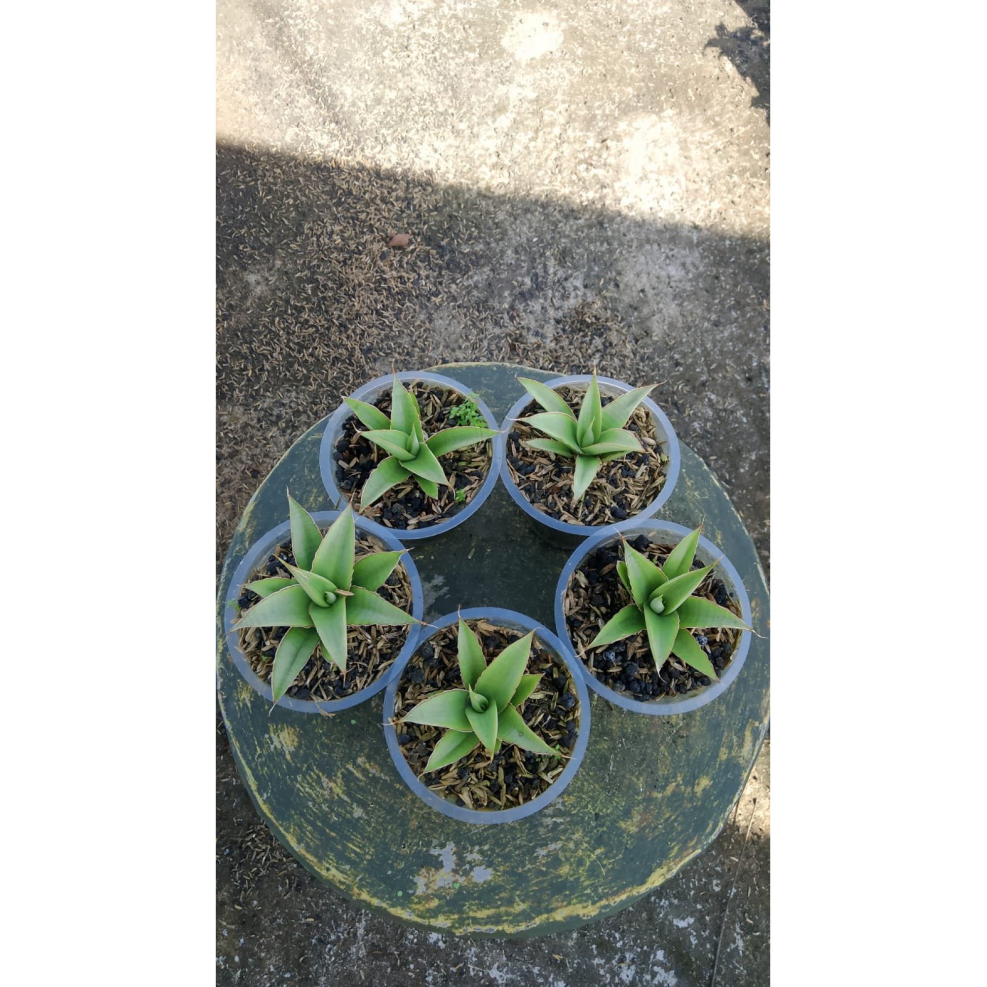 2156. Sansevieria Milano 5 Pcs