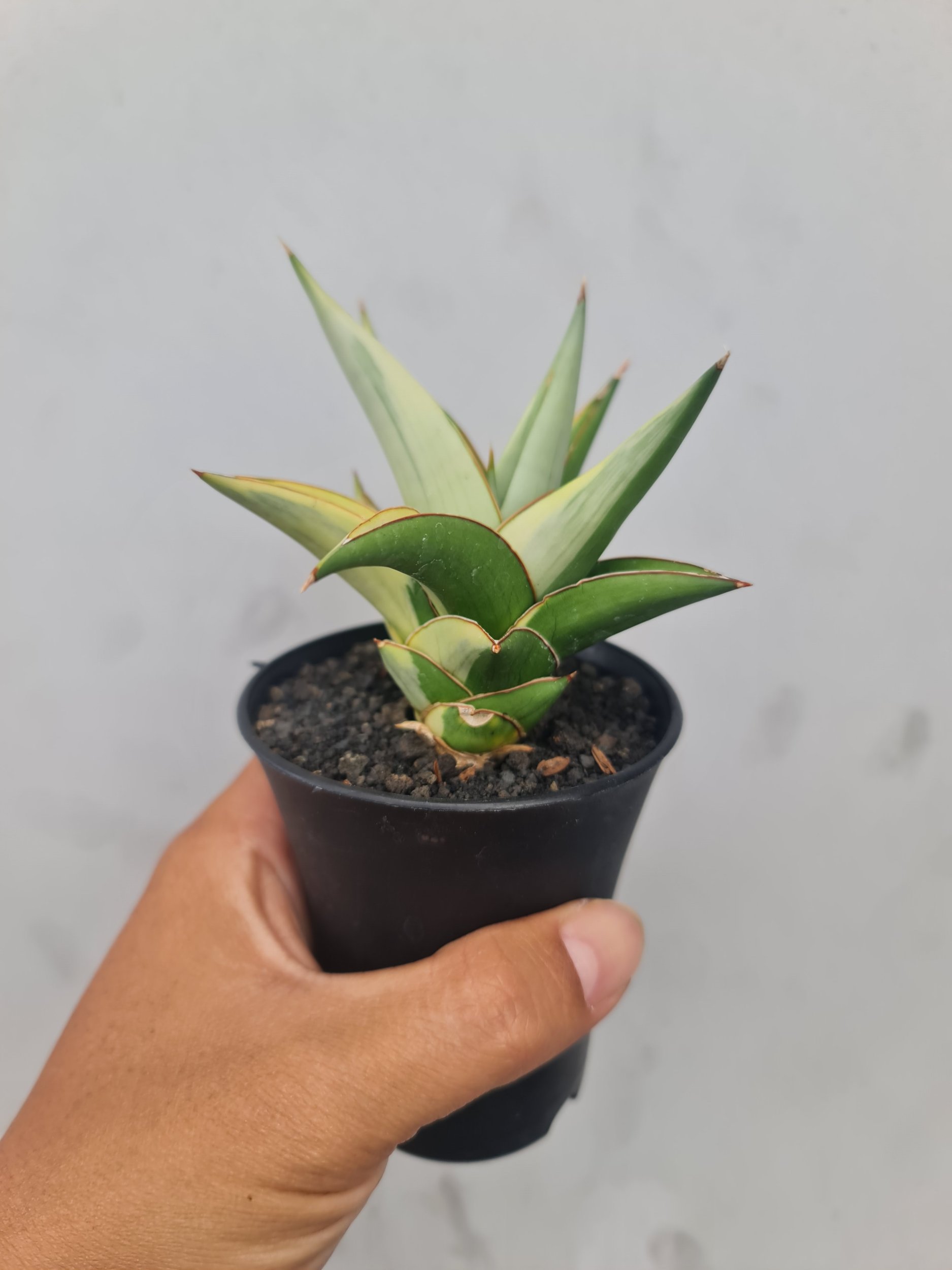1727. Sansevieria Milano Variegated - Image 2