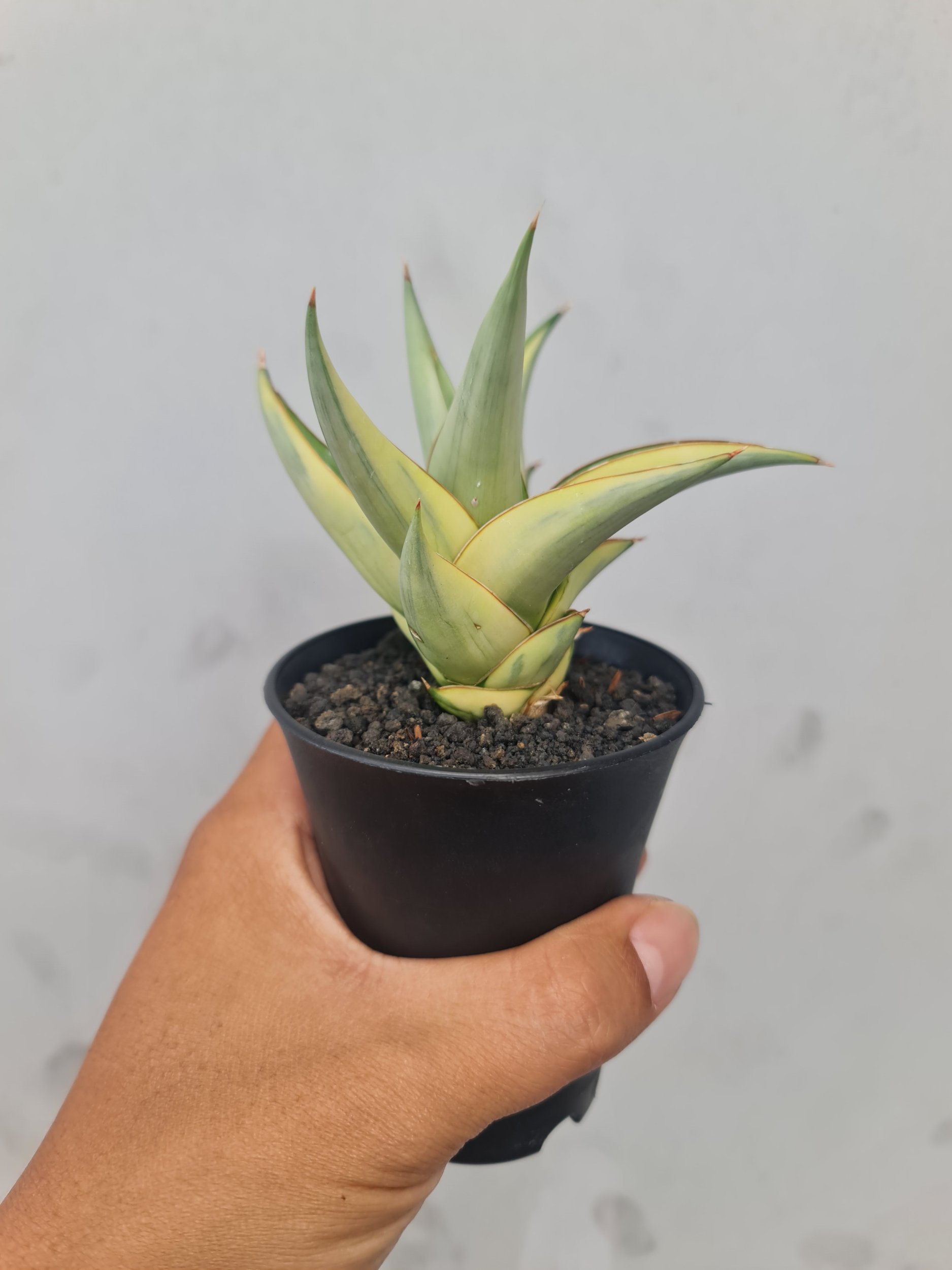 1727. Sansevieria Milano Variegated - Image 3