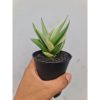 1727. Sansevieria Milano Variegated