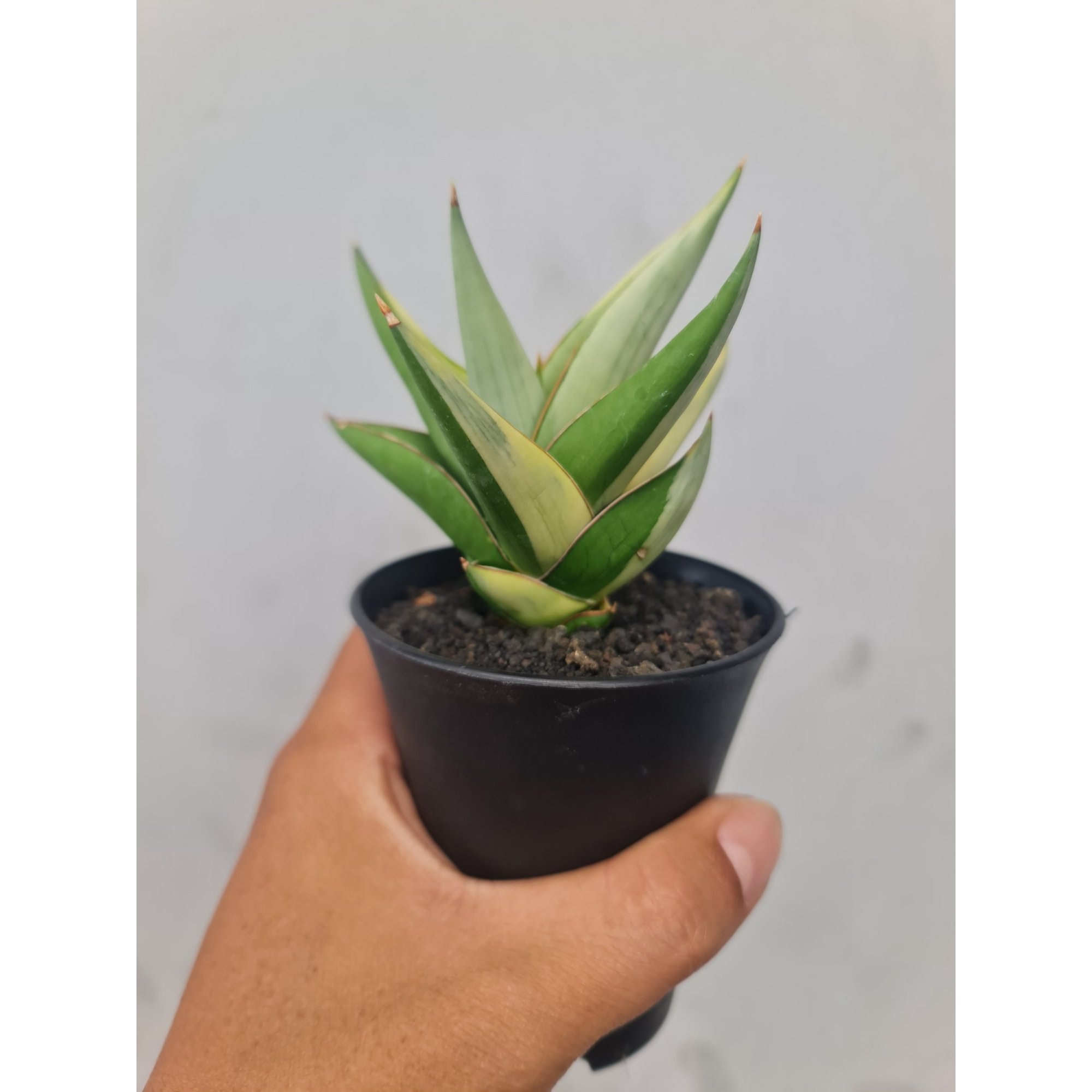 1727. Sansevieria Milano Variegated