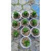 2140. Sansevieria Minion 10 Pcs