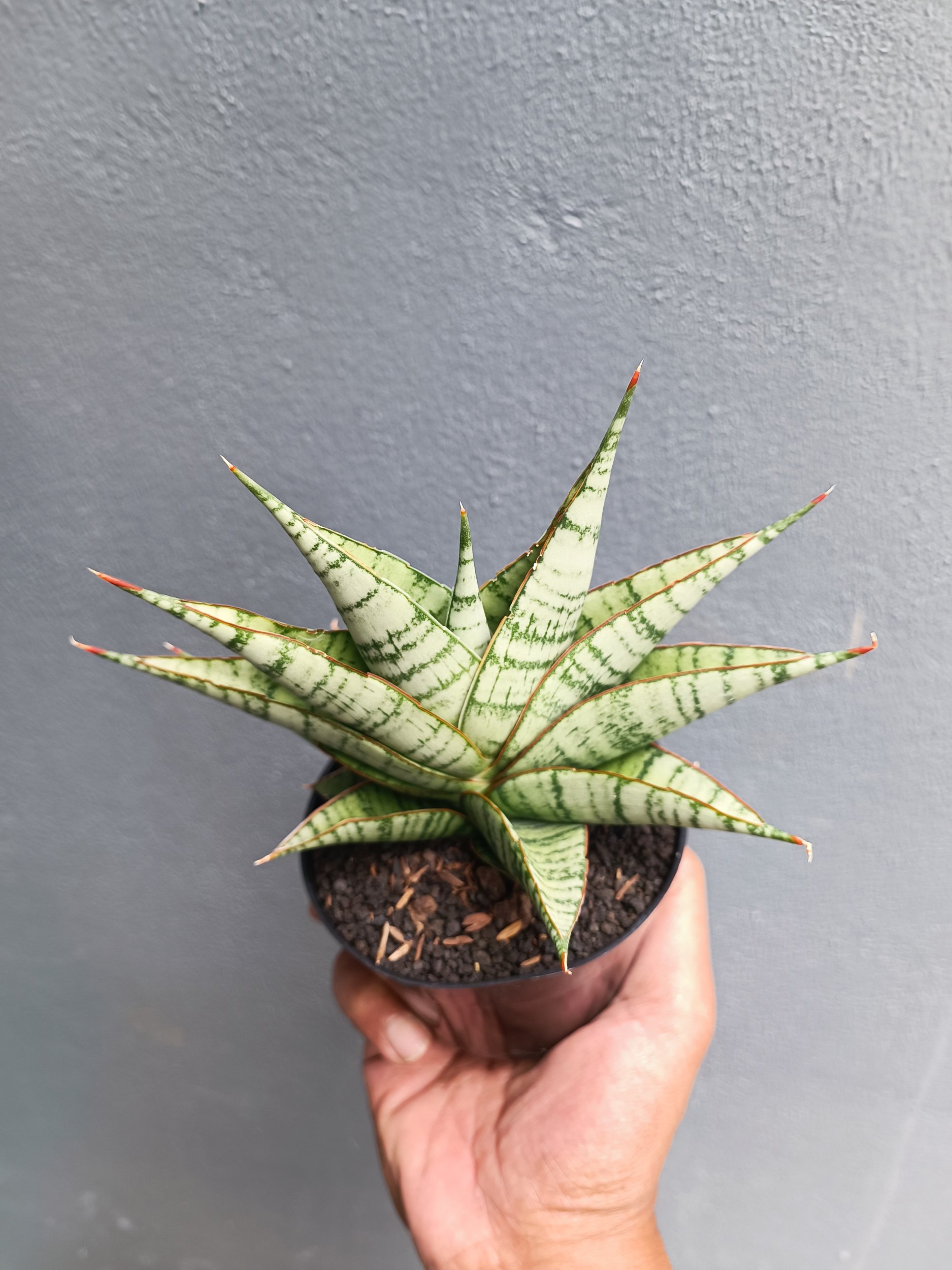 2053. Sansevieria Militer - Image 2