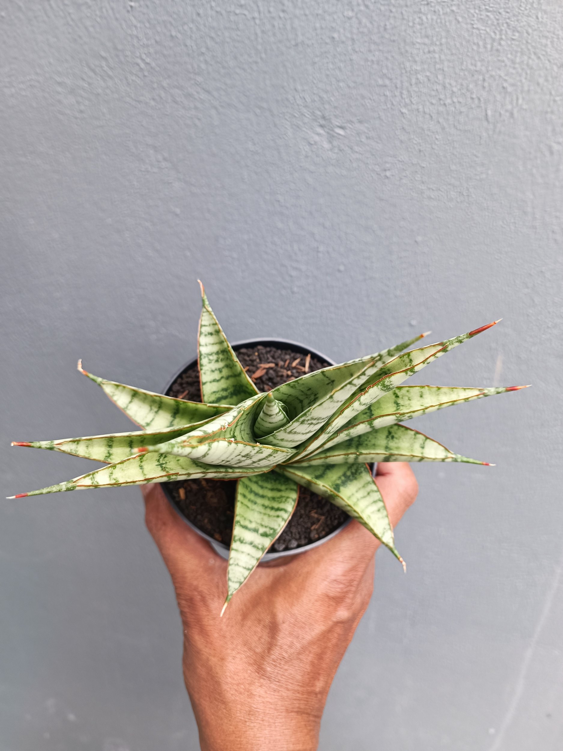 2053. Sansevieria Militer - Image 3