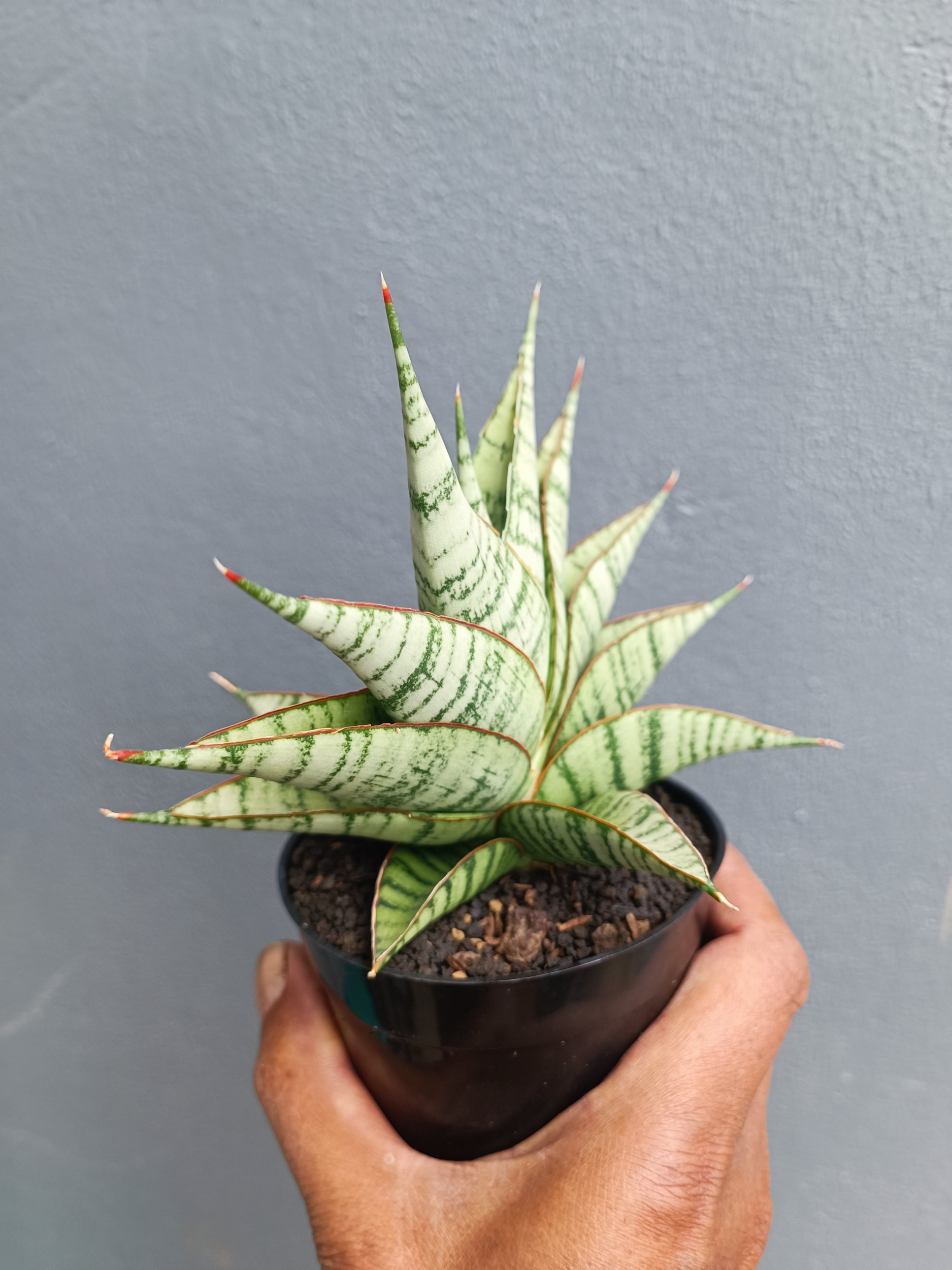 2053. Sansevieria Militer - Image 4
