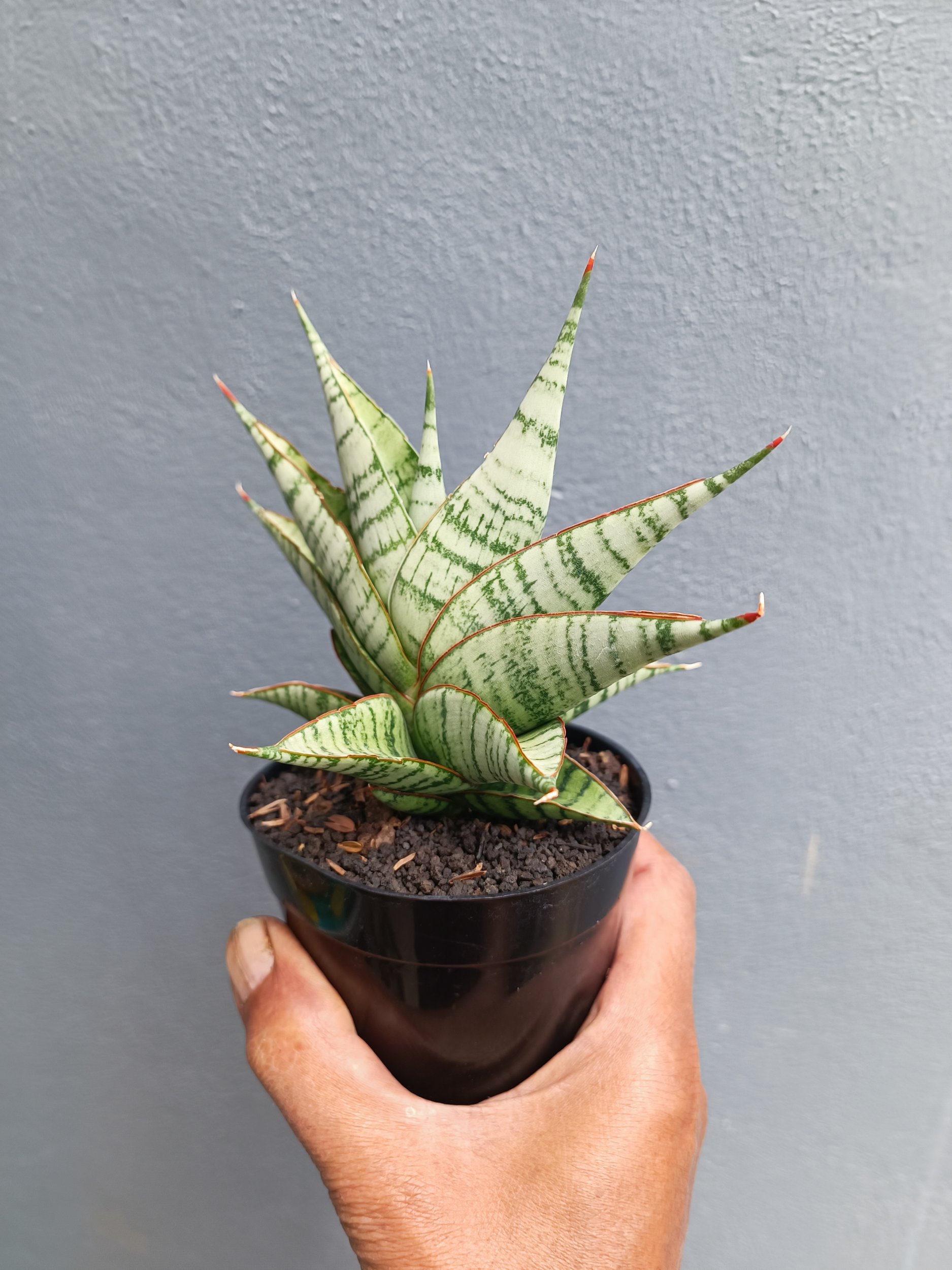 2053. Sansevieria Militer - Image 5