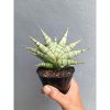 2053. Sansevieria Militer