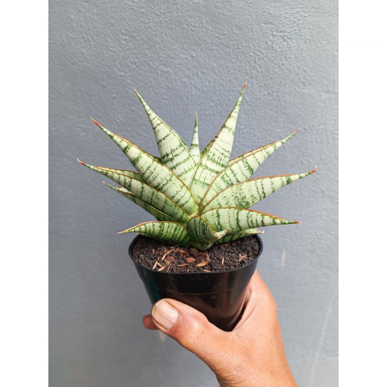 2053. Sansevieria Militer