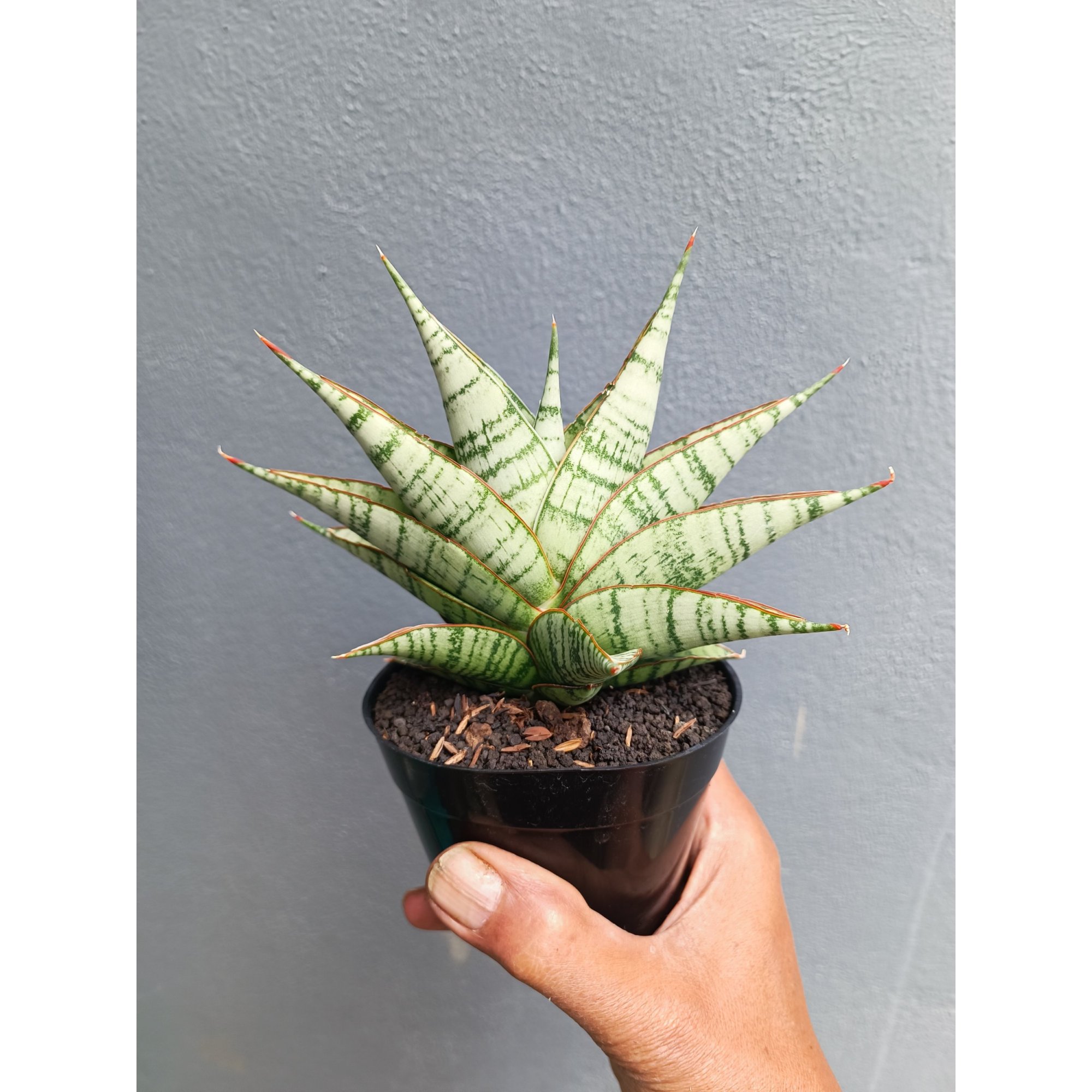 2053. Sansevieria Militer