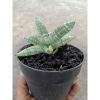 1880. Sansevieria Ming Manee