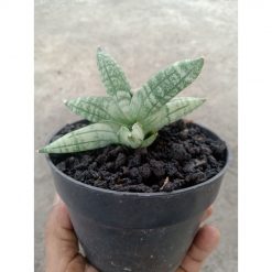1880. Sansevieria Ming Manee