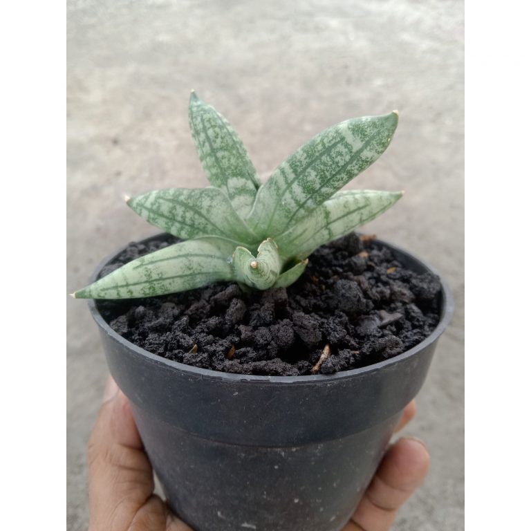 1880. Sansevieria Ming Manee