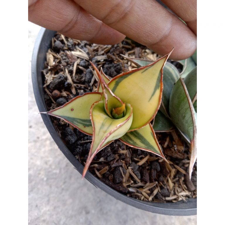 2060. Sansevieria Mini Pinguin Variegated