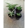 2250. Sansevieria Mix ( Robo.kasih.andaman.bnc)