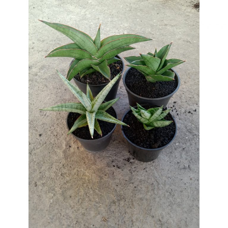 2250. Sansevieria Mix ( Robo.kasih.andaman.bnc)