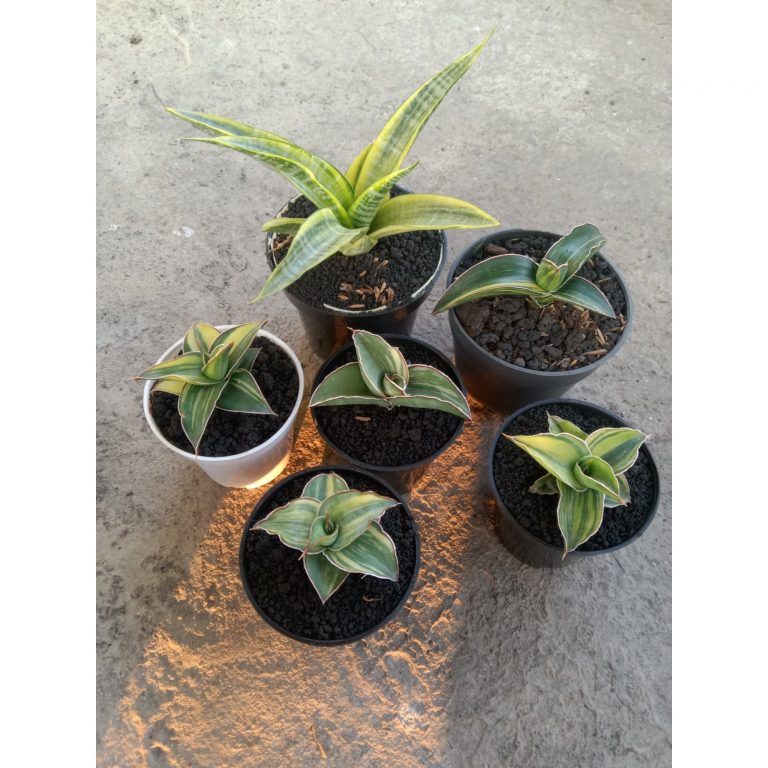 2249. Sansevieria Mix Varigated ( Lavranos.kimayo.blueleaf.dgc.robusta White.cordova)