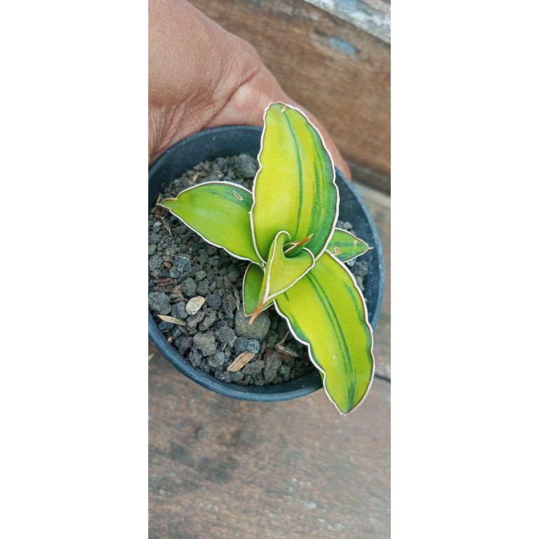 1960. Sansevieria Mogadhisoo Variegated