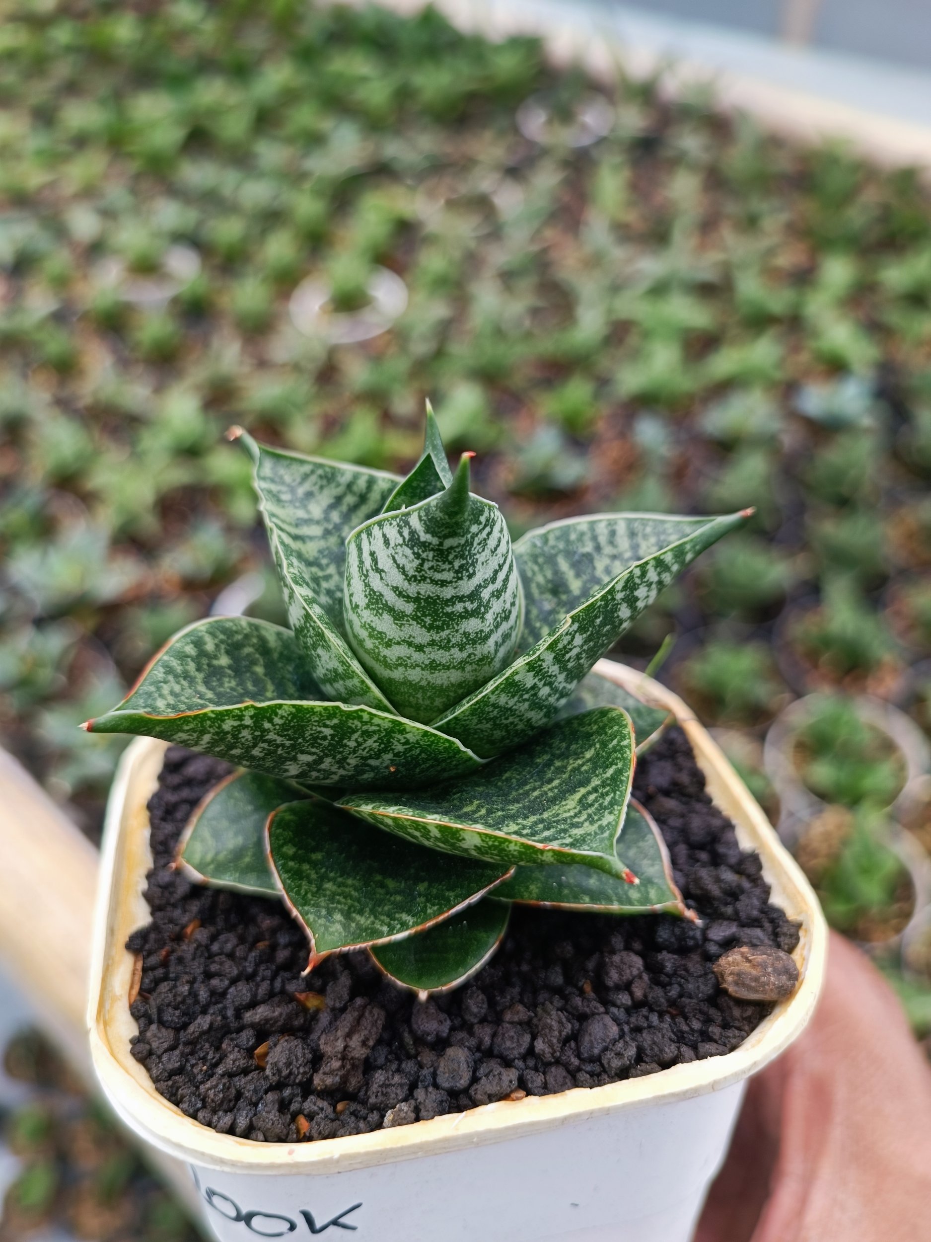 1647. Sansevieria Monarch - Image 2