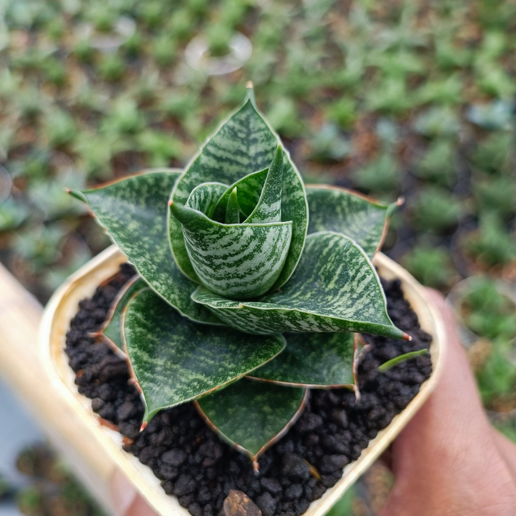 1647. Sansevieria Monarch