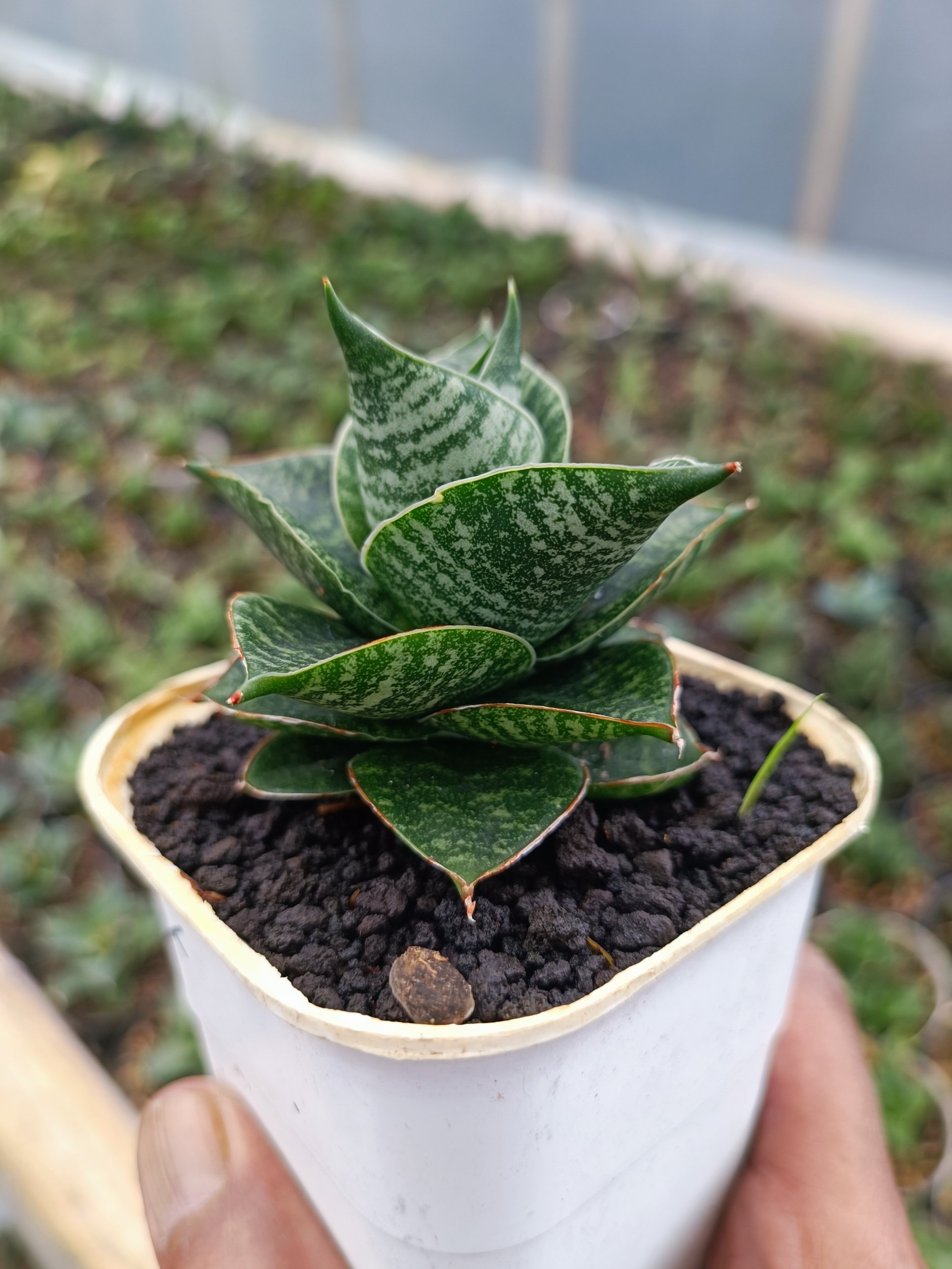 1647. Sansevieria Monarch - Image 3