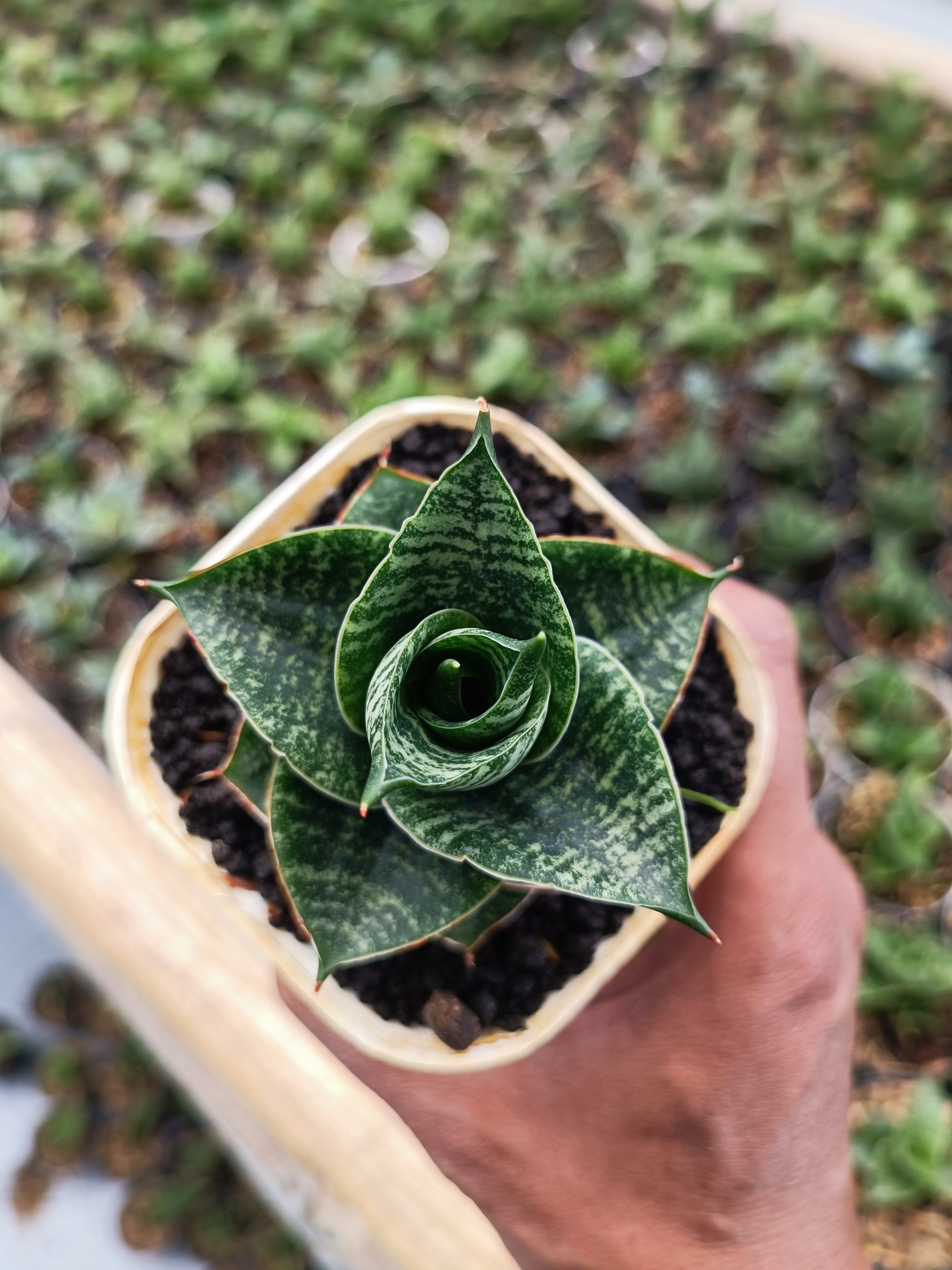 1647. Sansevieria Monarch - Image 5