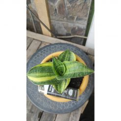 1946. Sansevieria Monroe Variegated