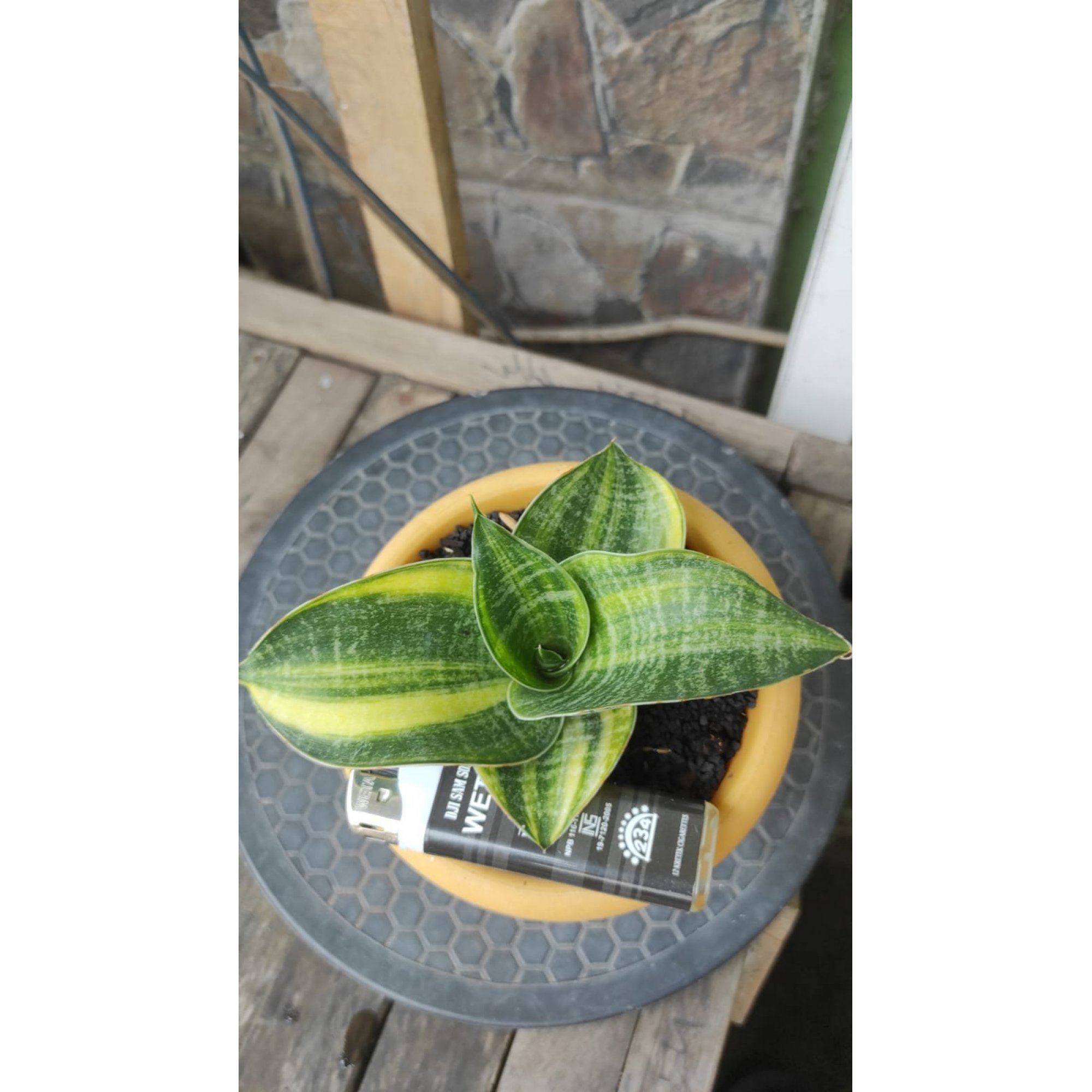1946. Sansevieria Monroe Variegated