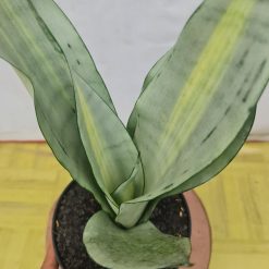 Alternative view of 2129. Sansevieria Moonshine Brazilian Silver Variegated