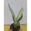 2129. Sansevieria Moonshine Brazilian Silver Variegated