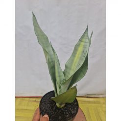 2129. Sansevieria Moonshine Brazilian Silver Variegated