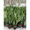 1954. Sansevieria Moonshine Casper