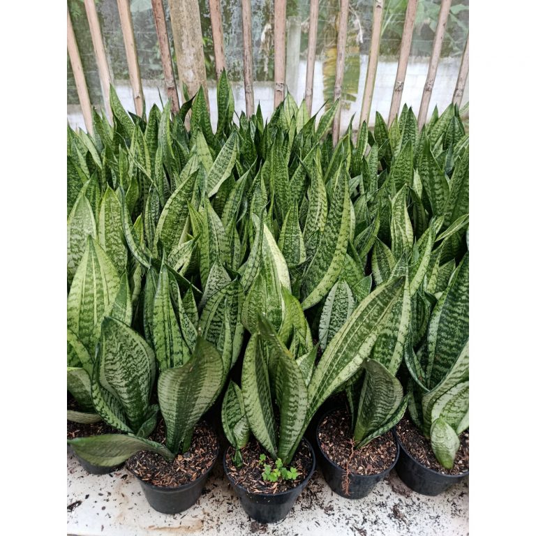 1954. Sansevieria Moonshine Casper