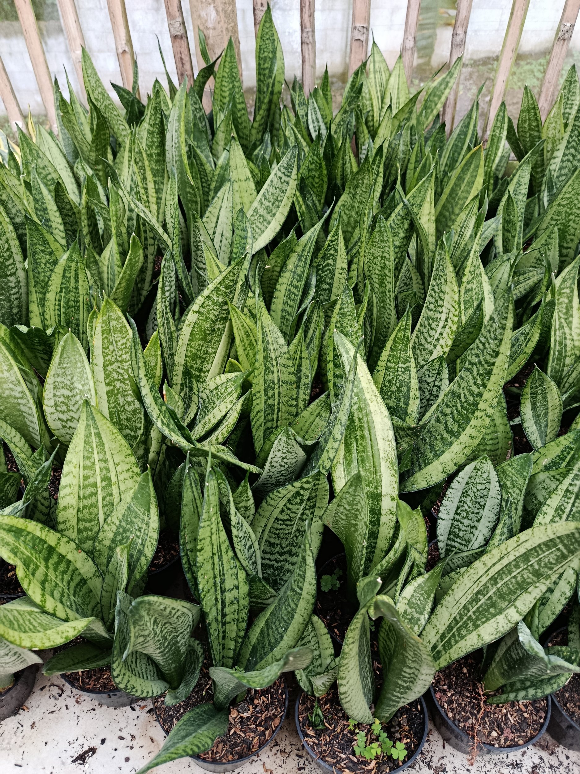 1954. Sansevieria Moonshine Casper - Image 2