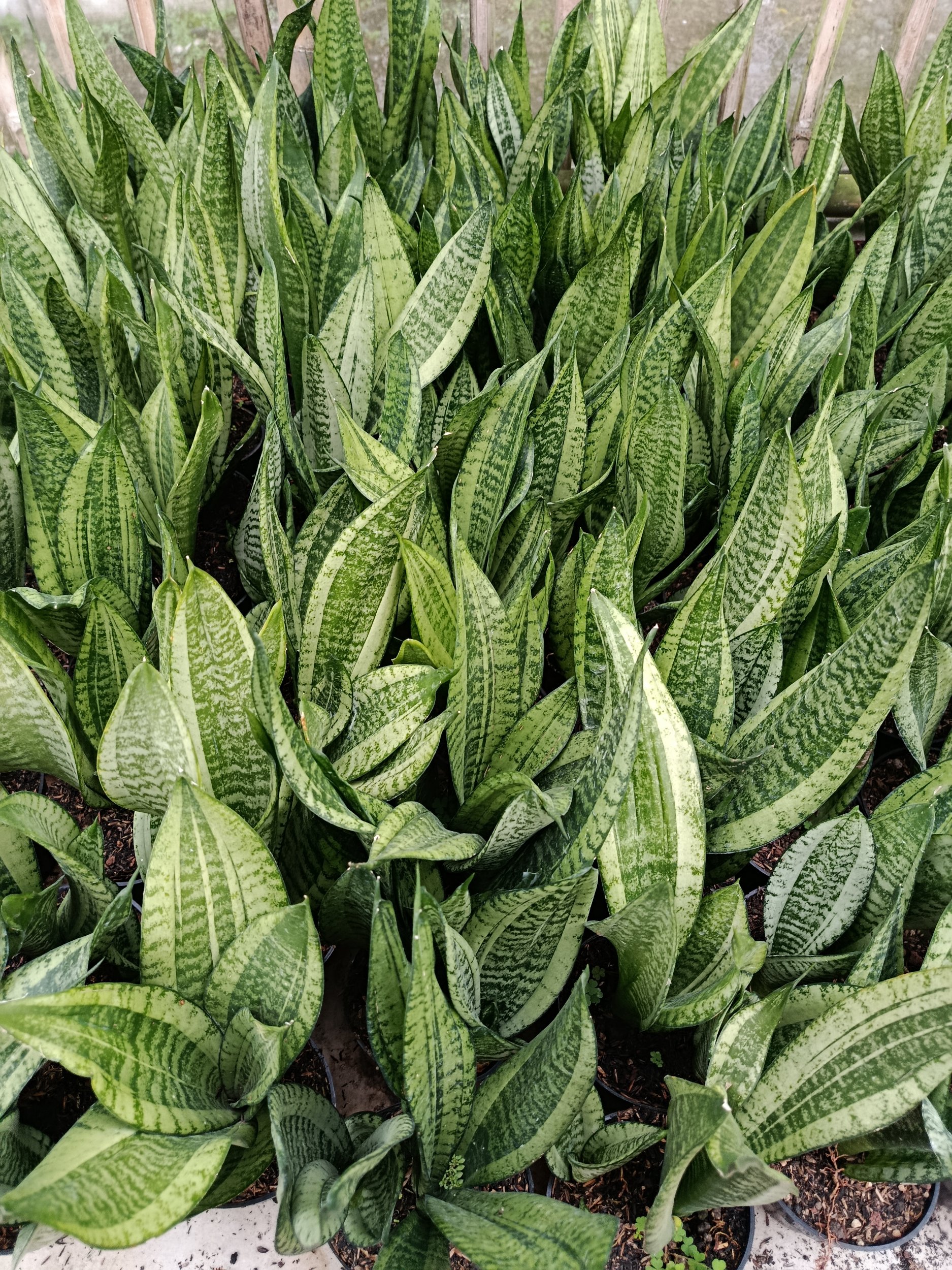 1954. Sansevieria Moonshine Casper - Image 3