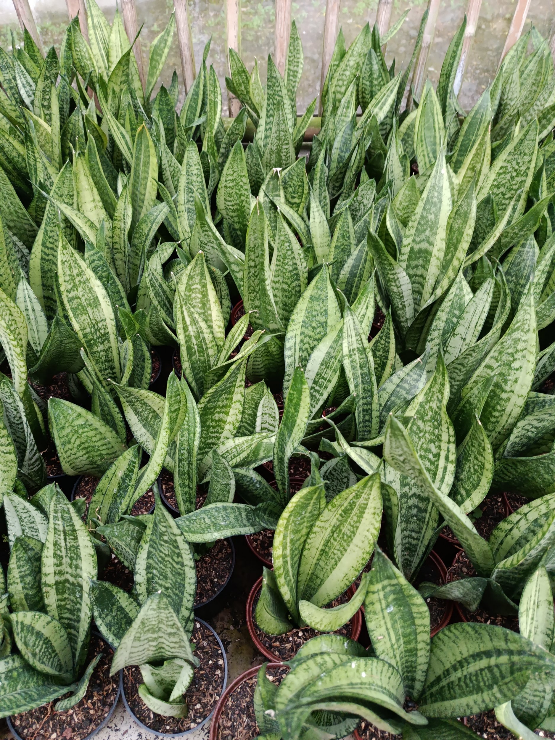 1954. Sansevieria Moonshine Casper - Image 4