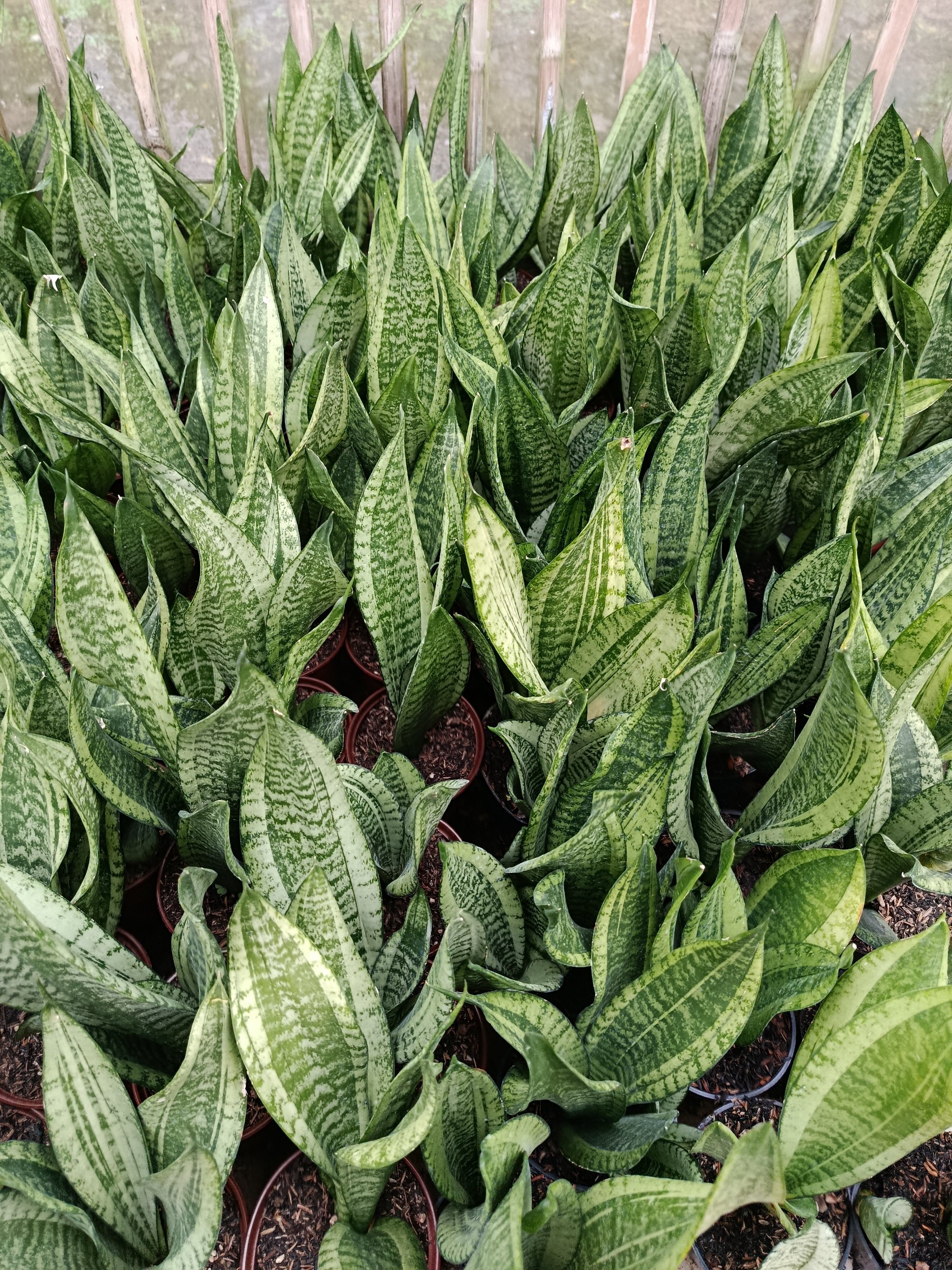 1954. Sansevieria Moonshine Casper - Image 5