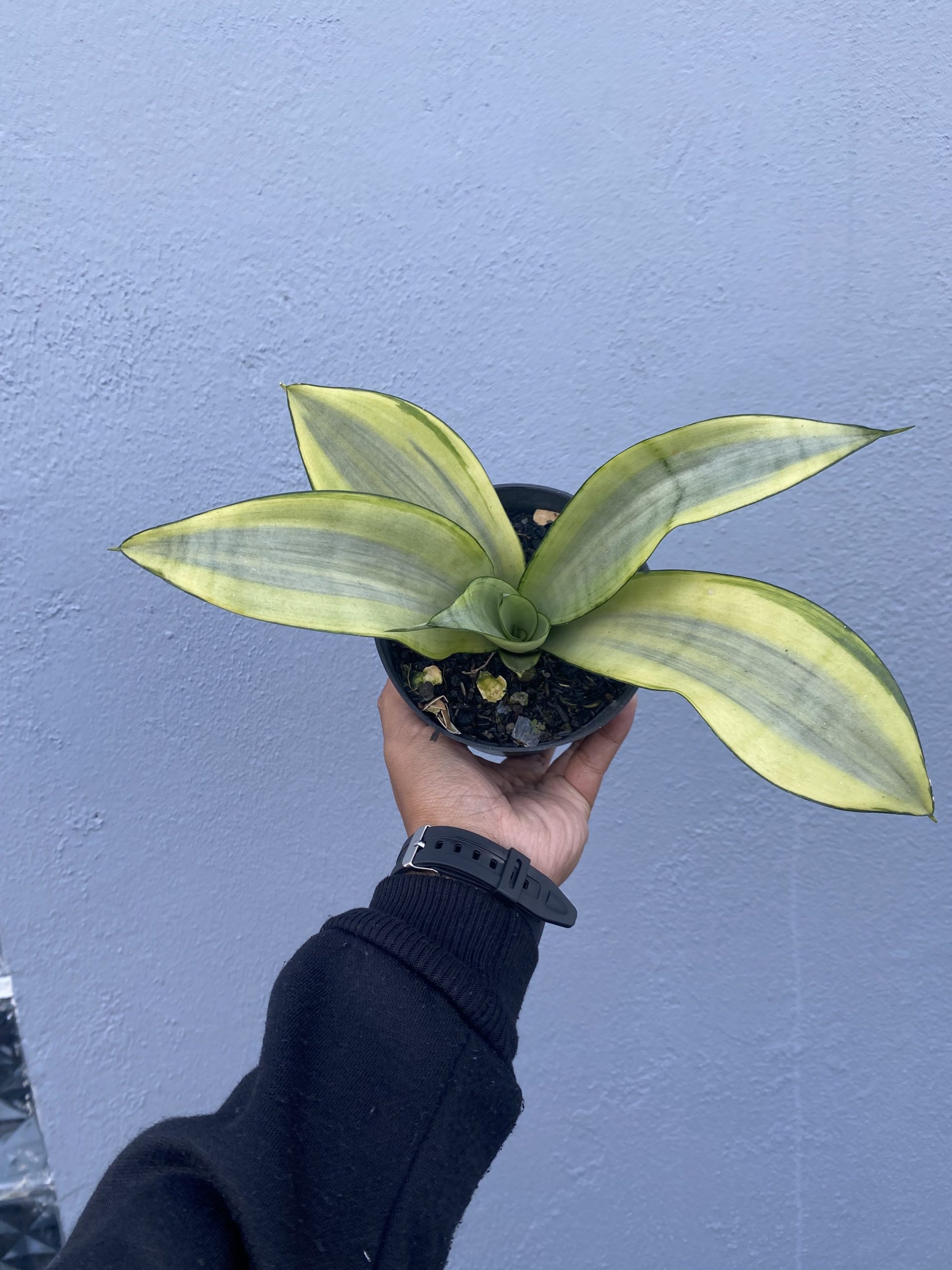 1487. Sansevieria Moonshine Variegated Size 10 Cm - Image 2