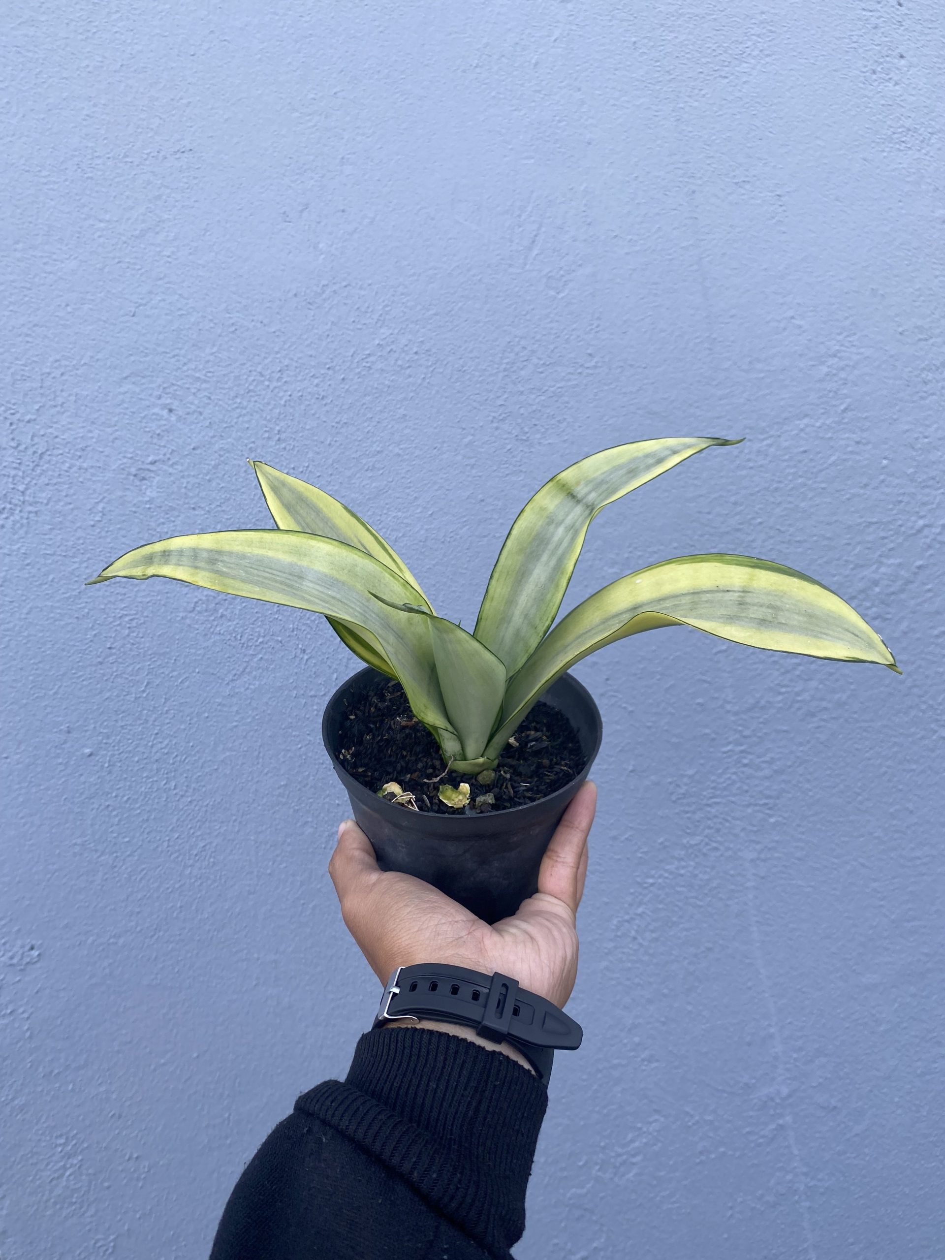 1487. Sansevieria Moonshine Variegated Size 10 Cm - Image 3