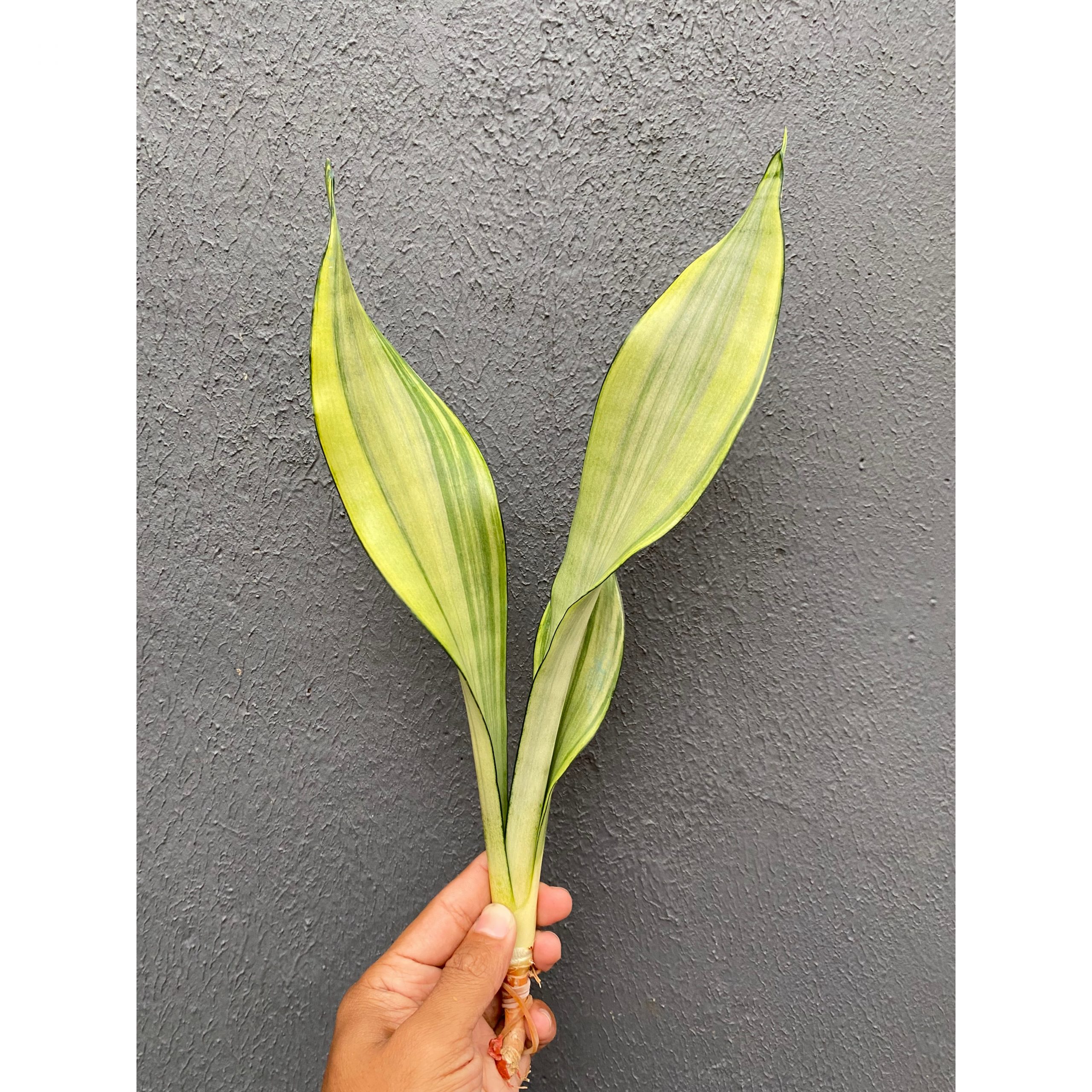 1487. Sansevieria Moonshine Variegated Size 10 Cm