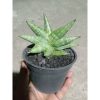 2251. Sansevieria Moose