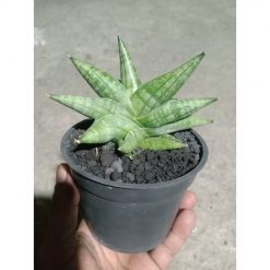 2251. Sansevieria Moose
