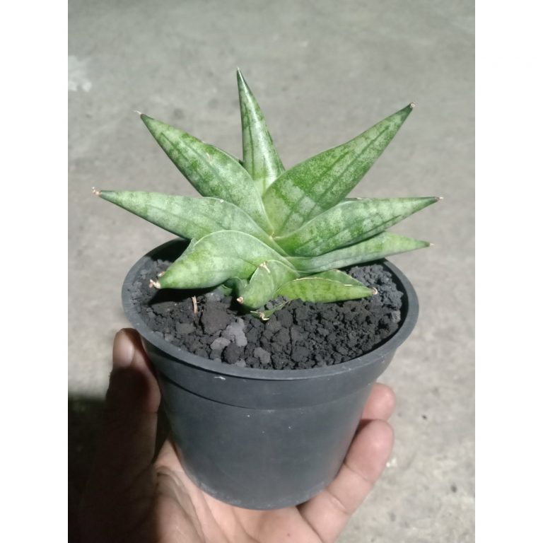 2251. Sansevieria Moose