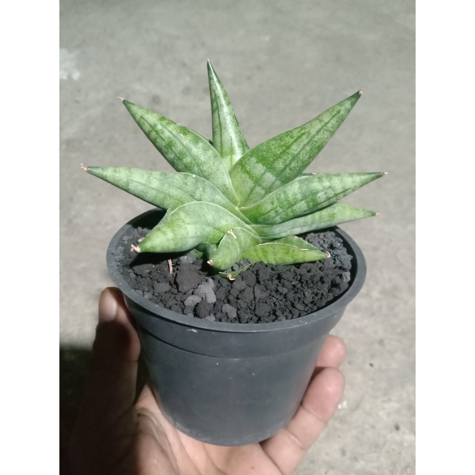 2251. Sansevieria Moose