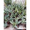 1941. Sansevieria Morgen Stern