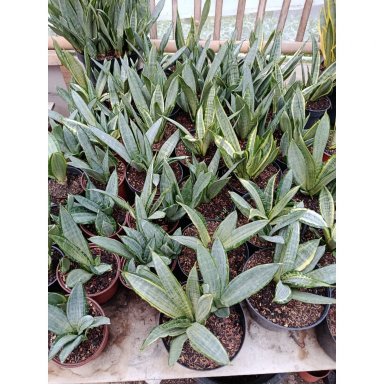 1941. Sansevieria Morgen Stern