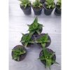 1546. Sansevieria Motomo X Gabriela 5 Pcs