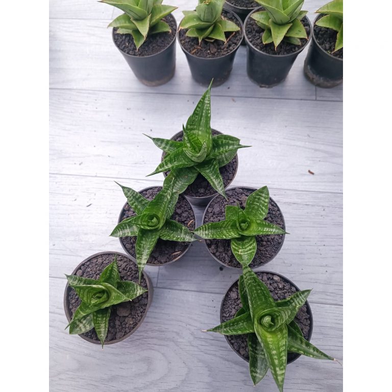1546. Sansevieria Motomo X Gabriela 5 Pcs